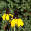 3000 CLASPING CONEFLOWER Rudbeckia Amplexicaulis Yellow Flower Seeds