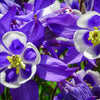 Mixed European Columbine Seeds – Aquilegia Flower – photo 12