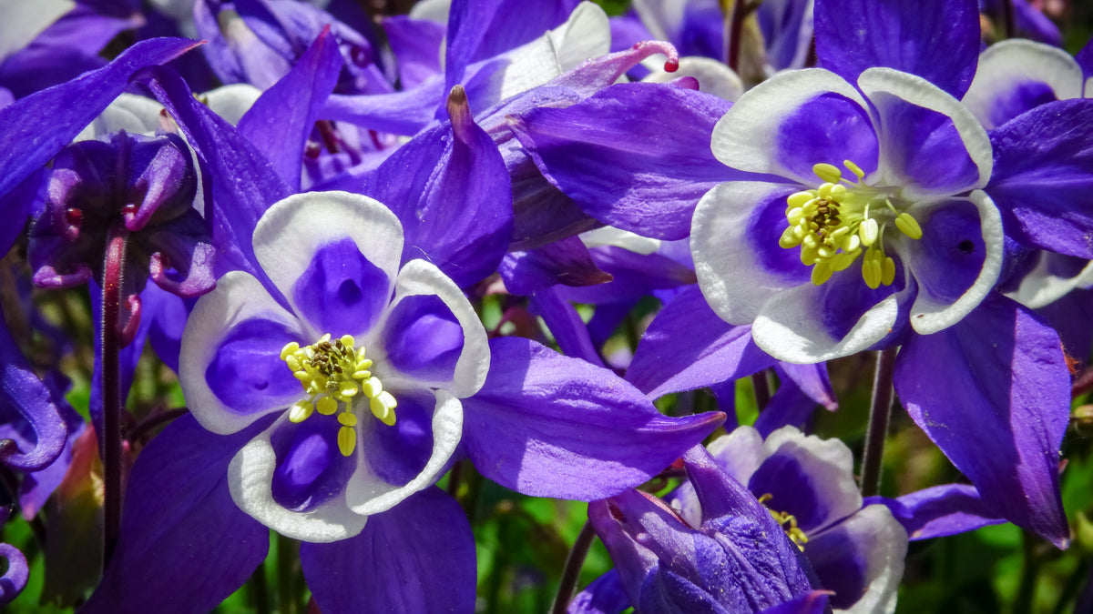 Mixed European Columbine Seeds – Aquilegia Flower – photo 12