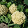 250 SNOWBALL CAULIFLOWER Brassica Oleracea Botrytis Vegetable Seeds
