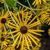 300 SWEET CONEFLOWER Rudbeckia Subtomentosa Yellow Black Eyed Susan Flower Seeds