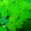 2000 MICROCLOVER Dwarf Miniature Trifolium Repens White Flower Clover Lawn Seeds