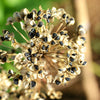 500 CHINESE LEEK (Oriental Garlic / Garlic Chives / Chinese Chives / Flat Chives) Allium Tuberosum Vegetable Seeds