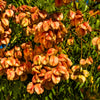10 CHINESE FLAME TREE Koelreuteria Bipinnata Lantern Rain Yellow Pink Flower Seeds