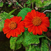 50 RED MEXICAN Torch SUNFLOWER Tithonia Rotundifolia Red Orange Flower Seeds