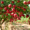 25 POMEGRANATE TREE Punica Granatum Red Fruit Seeds