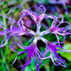 Fringed Pinks Dianthus Seeds – Superbus Flower – photo 3