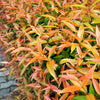 15 DWARF SACRED BAMBOO Heavenly Nandina Domestica Nana Pink Red Sun Shade Shrub Seeds