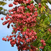 10 GOLDEN RAIN TREE Goldenrain Koelreuteria Paniculata Yellow Flower Seeds