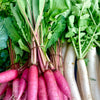 100 PINK SUMMERSICLE RADISH Raphanus Sativus Root Vegetable Seeds