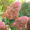 50 PEE GEE HYDRANGEA Paniculata Peegee Panicle White Pink Flower Shrub Seeds