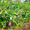 30 Pandora STRIPED ROSE EGGPLANT Solanum Melongena White Fruit Vegetable Seeds