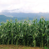 60 BICOLOR CORN DELECTABLE Yellow & White Zea Mays Vegetable Seeds