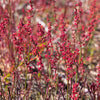 Sheep Sorrel Seeds – Rumex Acetosella Red Field Sorrel Sour Weed Herb Flower – photo 6