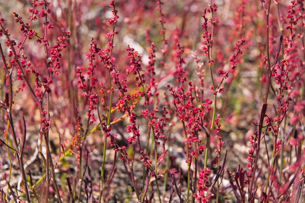 Sheep Sorrel Seeds – Rumex Acetosella Red Field Sorrel Sour Weed Herb Flower – photo 6