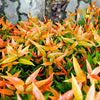 15 DWARF SACRED BAMBOO Heavenly Nandina Domestica Nana Pink Red Sun Shade Shrub Seeds