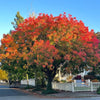 25 Chinese PISTACHIO Pistacia Chinensis Pistache Pistach Yellow Orange Red in Fall Mastic Tree Seeds