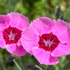550 MAIDEN PINKS Mixed Colors Dianthus Deltoides Flower Seeds