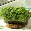 500 JAPANESE MINOWASE RADISH Huge Daikon White Raphanus Sativus Vegetable Seeds