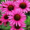 25 BRIGHT STAR CONEFLOWER Echinacea Purpurea Lavender Bright Rose Pink Flower Seeds