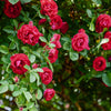 5 BURGUNDY CLIMBING ROSE Red Rosa Bush Vine Climber Fragrant Flower Seeds