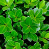 40 LITTLELEAF BOXWOOD Korean Buxus Microphylla Koreana Shrub Seeds