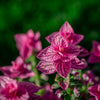 50 'PINK Sundae' Clary SAGE / SALVIA Viridis Horminum Herb Flower Seeds