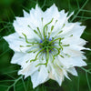 50 RED POD NIGELLA Damascena Love In A Mist aka Black Pod White Flower Seeds