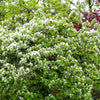20 COMMON CULINARY QUINCE Fruit Tree Cydonia Oblonga Flowering Shrub Seeds