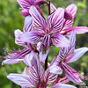 10 GAS PLANT MIX Dictamnus Albus Mixed Colors White Red Pink Lilac Flower Seeds