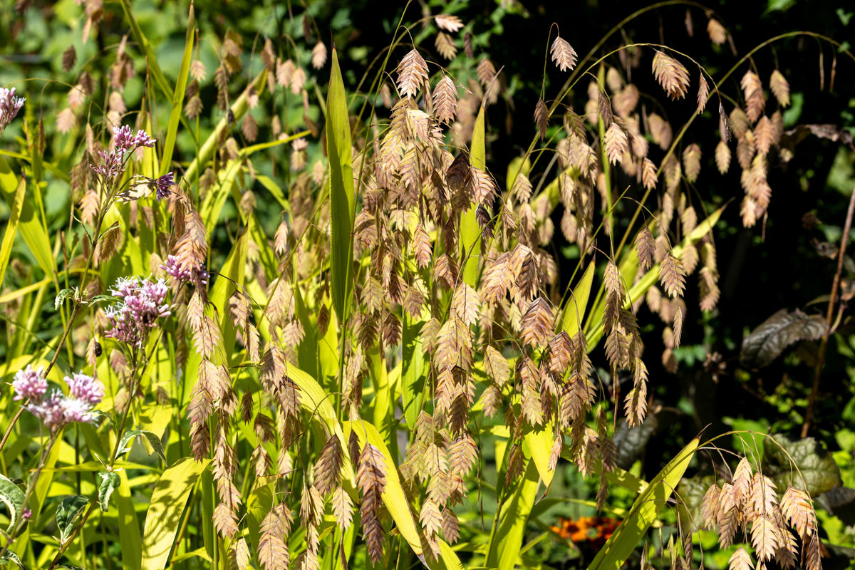 Northern Sea Oats Seeds – Grass Inland Chasmanthium – photo 6