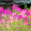 200 MAUVE QUEEN CLEOME Spinosa Hassleriana Purple Pink Spider Flower Seeds
