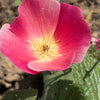 500 CARMINE King CALIFORNIA POPPY Pink Eschscholzia Californica Flower Seeds