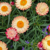 100 APRICOT & PEACH STRAWFLOWER Organic Mix Coral Paper Daisy Helichrysum Bracteatum Flower Seeds