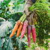500 RAINBOW CARROT MIX White Red Yellow Purple Orange Daucus Carrota Seeds