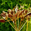 400 CARAWAY Carum Carvi HERB Flower Seeds