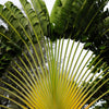 10 TRAVELLER'S PALM TREE Ravenala Madagascariensis Flower Houseplant Seeds