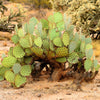 Yellow Prickly Pear Cactus Seeds – Nopal Opuntia Ficus-Indica Flower – photo 4