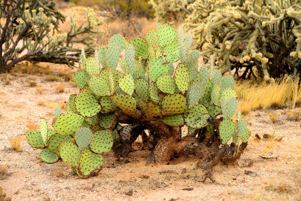 Yellow Prickly Pear Cactus Seeds – Nopal Opuntia Ficus-Indica Flower – photo 4