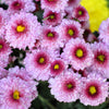 50 Tricolor DOUBLE PAINTED DAISY Chrysanthemum Carinatum Tanacetum Dunetti Mixed Colors Flower Seeds