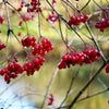20 AMERICAN HIGHBUSH CRANBERRY Viburnum Trilobum Red Fruit White Flower Shrub Seeds