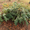 25 COMMON SNOWBERRY - WHITE Berries Pink Flowers Symphoricarpos Alba Shrub Seeds