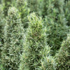 Tuscan Blue Rosemary