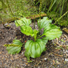 Chinese Plantain Seeds – Plantago Asiatica Herb Flower – photo 3