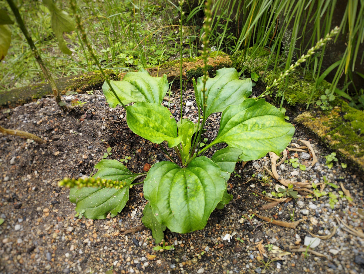 Chinese Plantain Seeds – Plantago Asiatica Herb Flower – photo 3