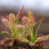 10 CARNIVOROUS SUNDEW PLANT Drosera Flower Seeds