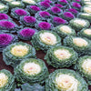 60 ORNAMENTAL KALE MIXED Colors Brassica Oleracea Flower Seeds