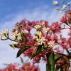 20 SEVEN SON Shrub Tree Heptacodium Miconioides White Red Flower Seeds