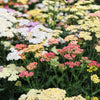 500 MIXED SUMMER YARROW Achillea Millefolium Red Pink White Gold Peach Herb Flower Seeds