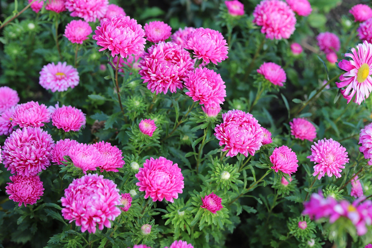 Duchess Pink Paeony Aster Seeds – French Peony Callistephus Flower – photo 2